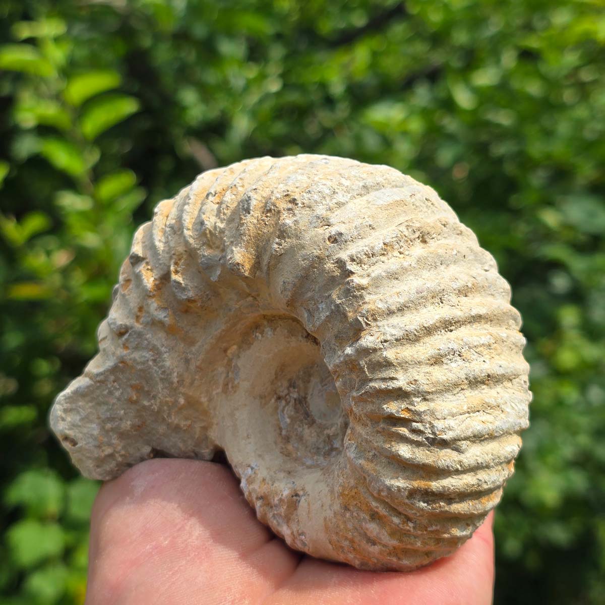 Ammonit - Echtes versteinertes Fossil - 100 Millionen Jahre alt - 11x9x6 cm - NR. 71