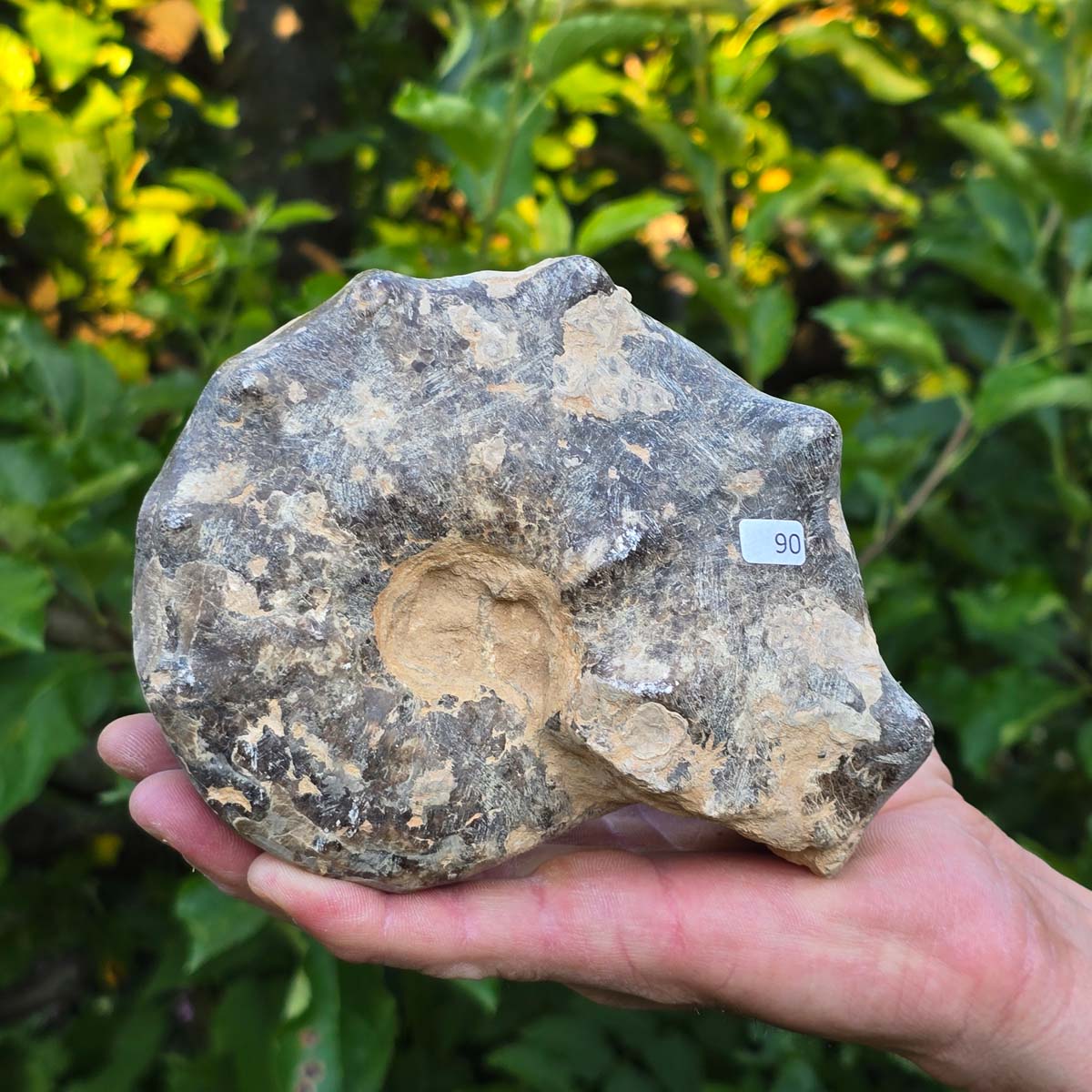 Ammonit - Echtes versteinertes Fossil - 100 Millionen Jahre alt - 15x12x7 cm - NR. 90