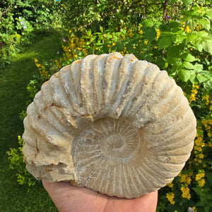 Ammonit - Echtes versteinertes Fossil - 100 Millionen Jahre alt - 15x13x7 cm - NR. 16
