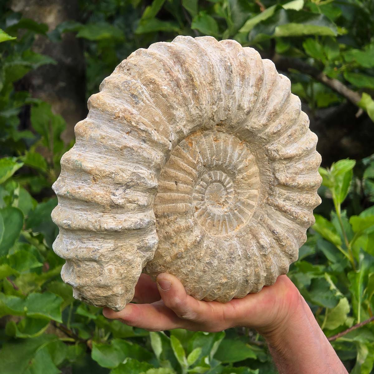 Ammonit - Echtes versteinertes Fossil - 100 Millionen Jahre alt - 23x21x7 cm - NR. 31
