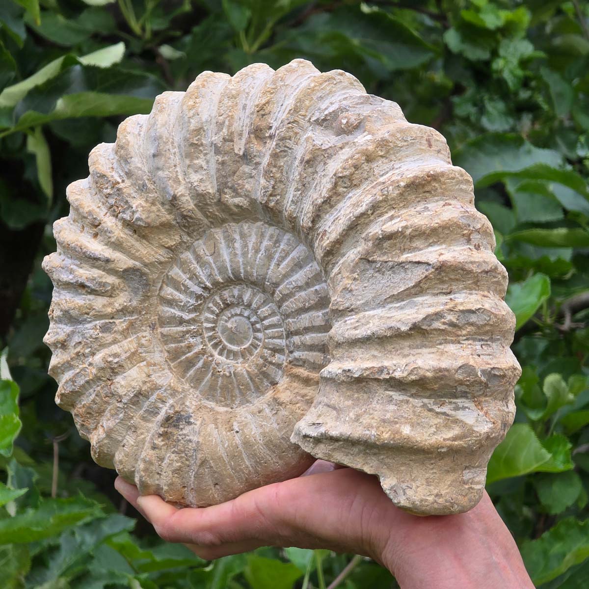 Ammonit - Echtes versteinertes Fossil - 100 Millionen Jahre alt - 24x20x8 cm - NR. 42
