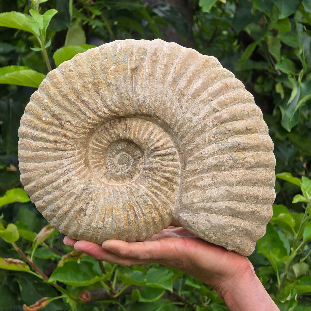 Ammonit - Echtes versteinertes Fossil - 100 Millionen Jahre alt - 26x21x8 cm - NR. 35