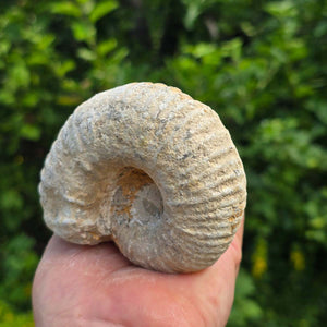 Ammonit - Echtes versteinertes Fossil - 100 Millionen Jahre alt - 9x7x5 cm - NR. 74
