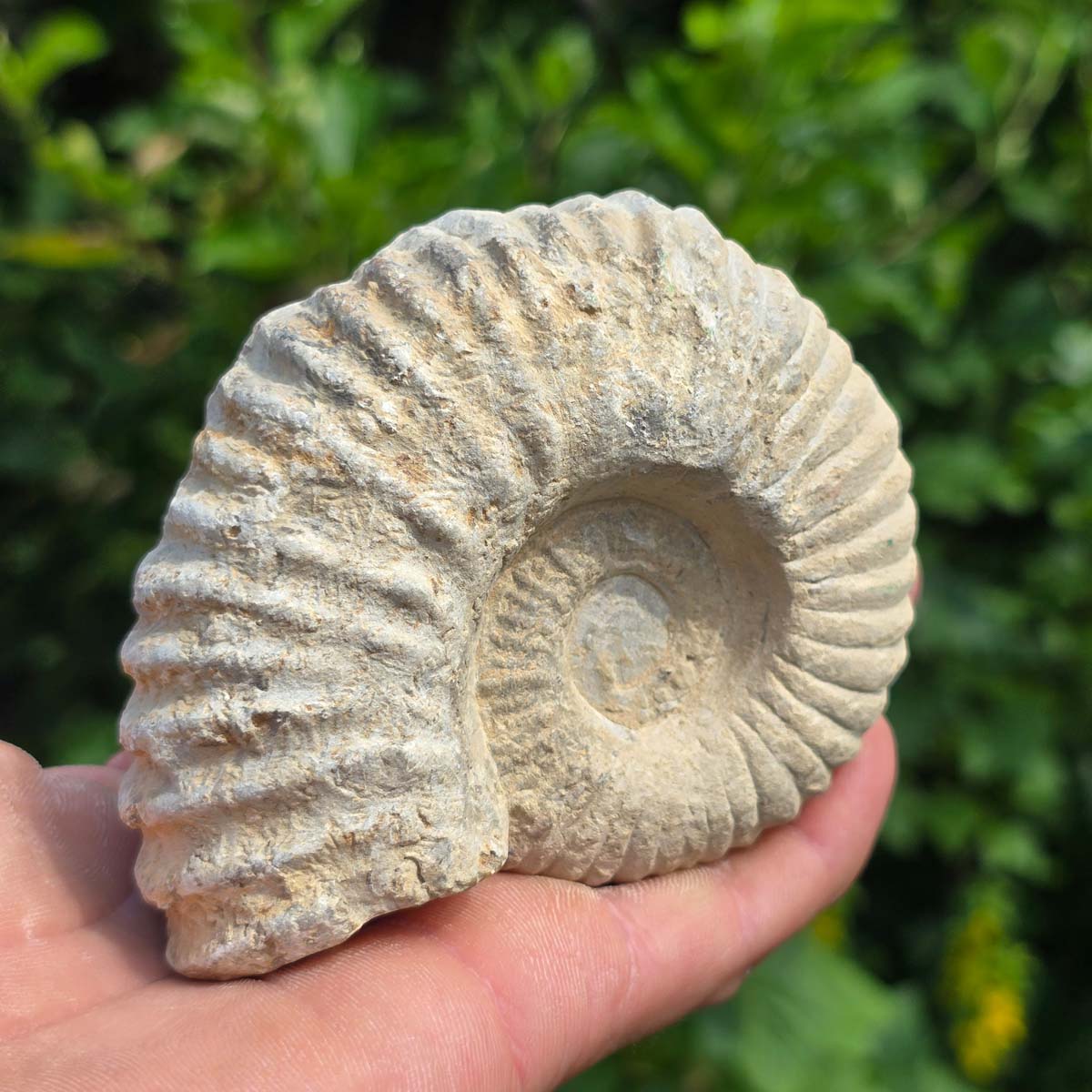 Ammonit - Echtes versteinertes Fossil - 100 Millionen Jahre alt - 10x8x5 cm - NR. 52