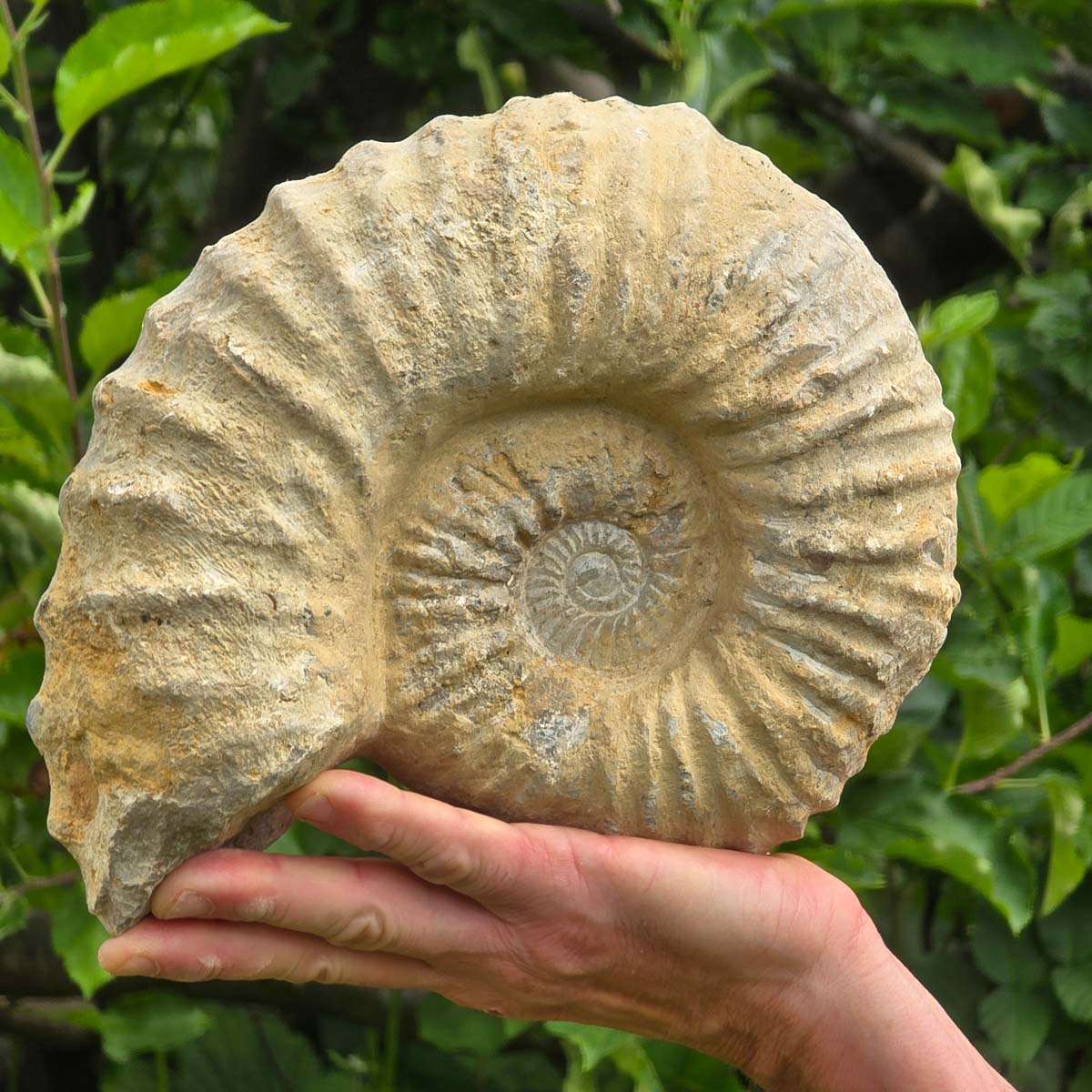 Ammonit - Echtes versteinertes Fossil - 100 Millionen Jahre alt - 24x20x10 cm - NR. 57