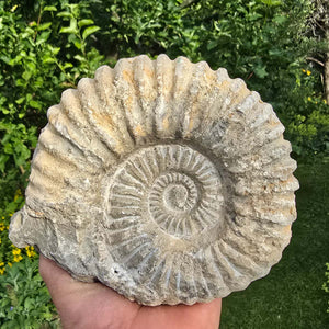 Ammonit - Echtes versteinertes Fossil - 100 Millionen Jahre alt - 15x14x7 cm - NR. 11