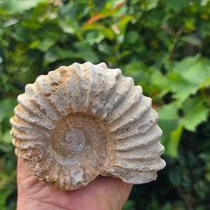 Ammonit - Echtes versteinertes Fossil - 100 Millionen Jahre alt - 12x9x6 cm - NR. 77