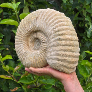 Ammonit - Echtes versteinertes Fossil - 100 Millionen Jahre alt - 26x21x8 cm - NR. 35