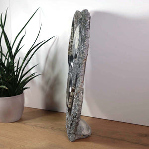 Ammonit - Versteinertes echtes Fossil mit Natursteinsockel, 40 x 25 cm - Nr. 23 seitliche Ansicht auf Holzuntergrund.