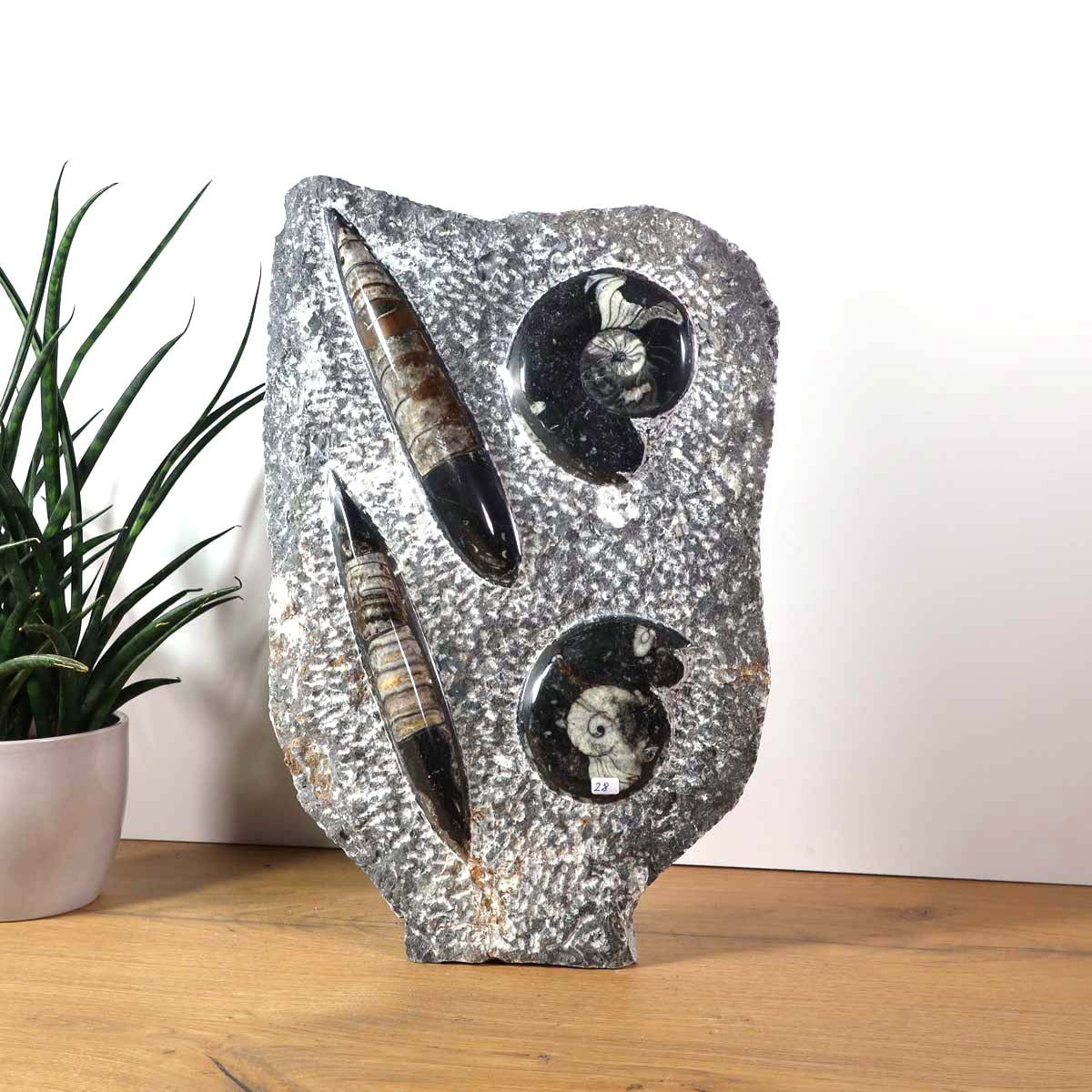 Ammonit - Versteinertes echtes Fossil mit Natursteinsockel, 40 x 25 cm - Nr. 27 auf einem Holztablett.