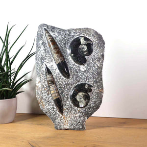 Ammonit - Versteinertes echtes Fossil mit Natursteinsockel, 40 x 25 cm - Nr. 27 auf einem Holztablett.