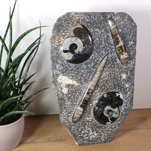 Ammonit - Versteinertes echtes Fossil mit Natursteinsockel, 40 x 26 cm - Nr. 2 auf grauem Hintergrund mit Pflanzen.