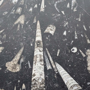 Couchtisch mit Orthoceras und Ammoniten - Fossilien Naturstein - Nr.6 - Details der Fossilien im Naturstein.