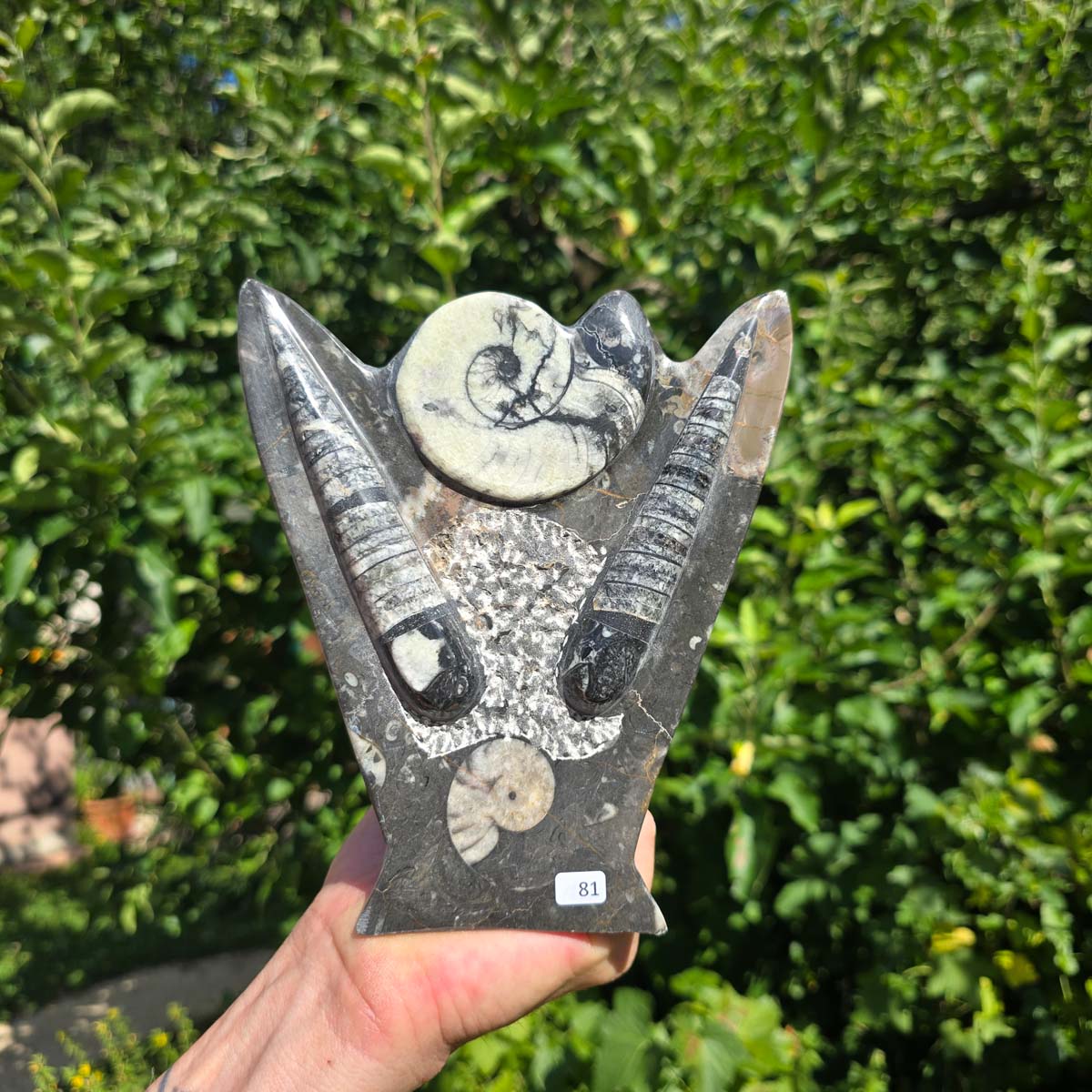 Dekorative handgefertigte Steinskulptur mit Ammoniten und Orthoceren (Fossilien) – 18x16x5cm - Nr. 81, aus schwarzem Fossilienmarmor.