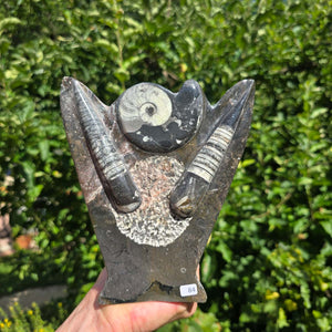 Dekorative handgefertigte Steinskulptur mit Ammoniten und Orthoceren (Fossilien) – 18x16x5cm - Nr. 84
