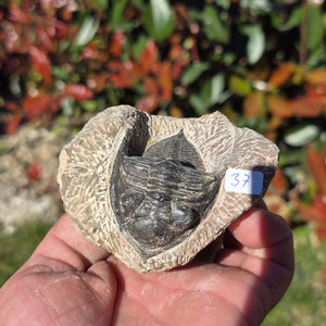 Echter Trilobit auf Muttergestein - Fossil aus Marokko – ca. 350 Mio. J., handpräpariert 8x7x5cm Nr. 37 in Hand.