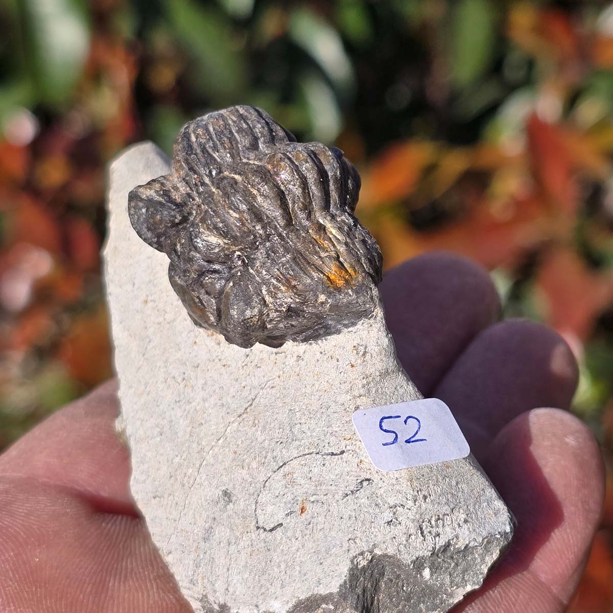 Echter Trilobit auf Muttergestein - Fossil aus Marokko – ca. 350 Mio. J., handpräpariert 9x4x5cm Nr. 52.