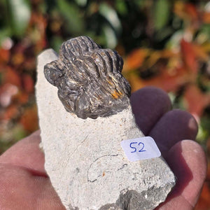 Echter Trilobit auf Muttergestein - Fossil aus Marokko – ca. 350 Mio. J., handpräpariert 9x4x5cm Nr. 52.