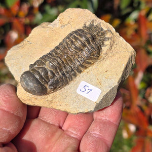 Echter Trilobit auf Muttergestein - Fossil aus Marokko – ca. 350 Mio. J., handpräpariert 7x7x4cm Nr. 51.