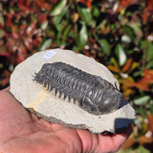 Echter Trilobit auf Muttergestein - Fossil aus Marokko – ca. 350 Mio. J., handpräpariert 12x8x5cm Nr. 35