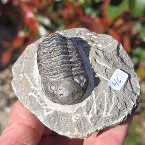 Echter Trilobit auf Muttergestein - Fossil aus Marokko – ca. 350 Mio. J., handpräpariert 8x8x4cm Nr. 46.