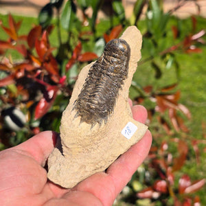 Echter Trilobit auf Muttergestein - Fossil aus Marokko – ca. 350 Mio. J., handpräpariert 12x7x6cm Nr. 18