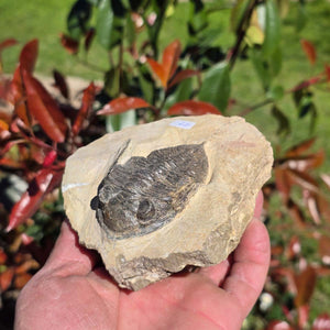 Echter Trilobit auf Muttergestein - Fossil aus Marokko – ca. 350 Mio. J., handpräpariert 11x9x6cm Nr. 11