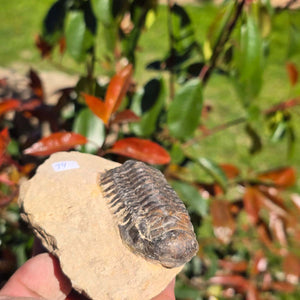 Echter Trilobit auf Muttergestein - Fossil aus Marokko – ca. 350 Mio. J., handpräpariert 11x8x4cm Nr. 14.