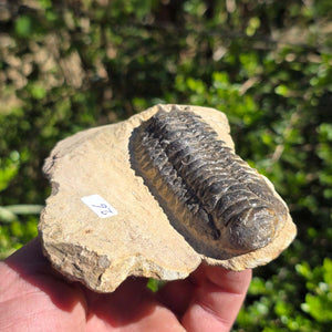 Echter Trilobit auf Muttergestein - Fossil aus Marokko – ca. 350 Mio. J., handpräpariert 11x9x4cm Nr. 26
