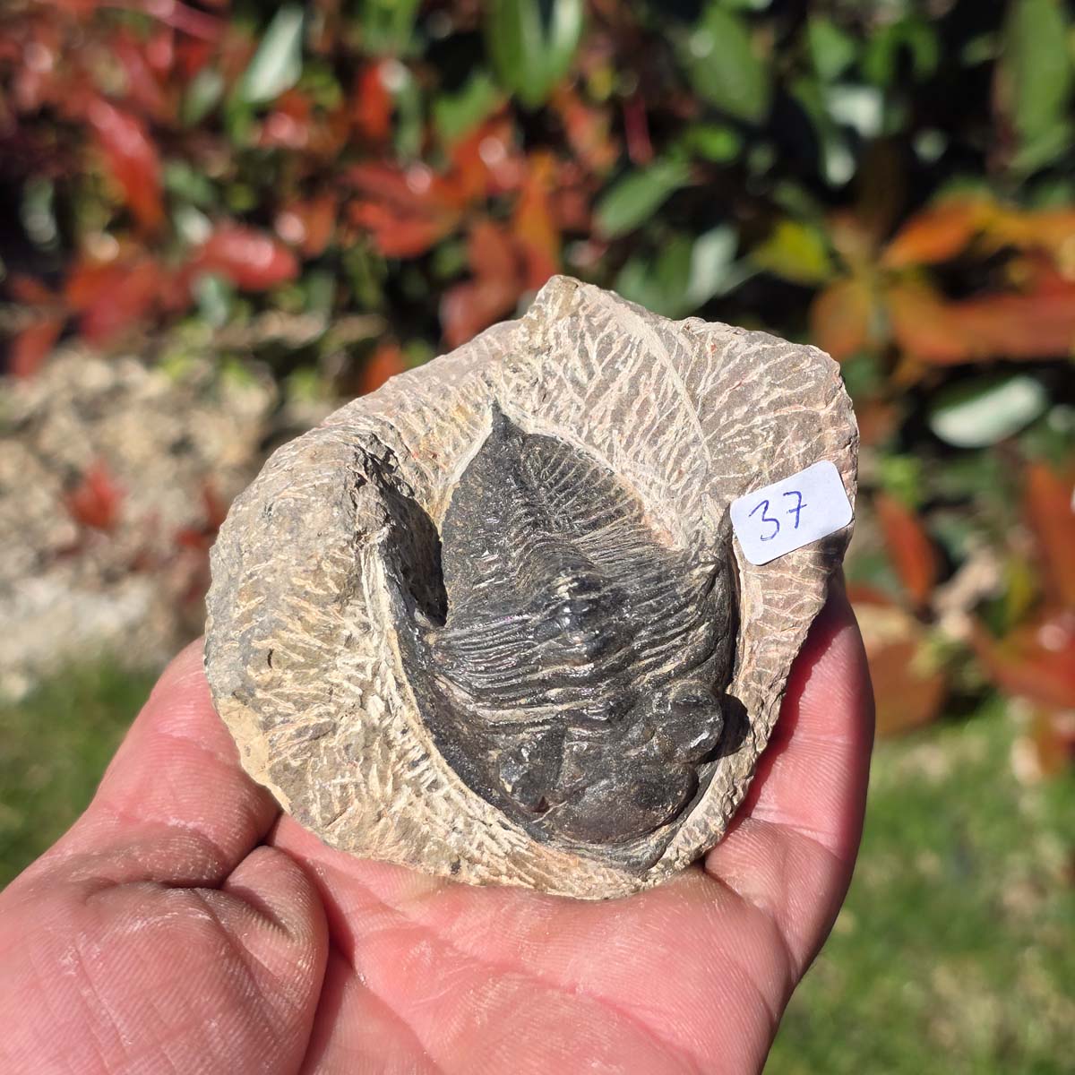 Echter Trilobit auf Muttergestein - Fossil aus Marokko – ca. 350 Mio. J., handpräpariert 8x7x5cm Nr. 37 in der Hand.
