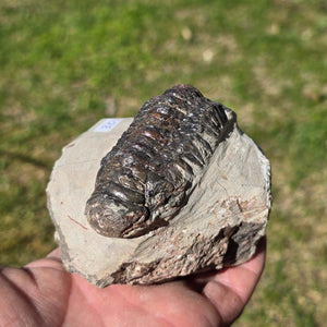 Echter Trilobit auf Muttergestein - Fossil aus Marokko – ca. 350 Mio. J., handpräpariert 10x7x4cm Nr. 30.