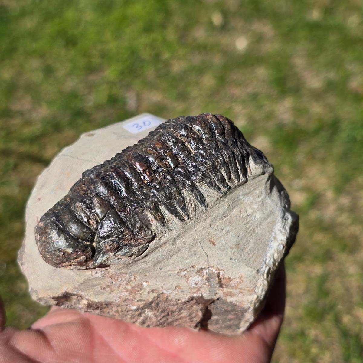 Echter Trilobit auf Muttergestein - Fossil aus Marokko – ca. 350 Mio. J., handpräpariert 10x7x4cm Nr. 30.