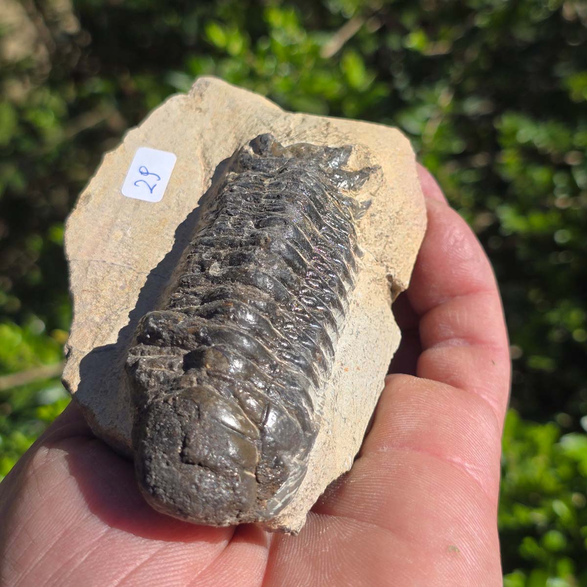 Echter Trilobit auf Muttergestein - Fossil aus Marokko – ca. 350 Mio. J., handpräpariert 11x7x5cm Nr. 29