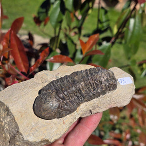 Echter Trilobit auf Muttergestein - Fossil aus Marokko – ca. 350 Mio. J., handpräpariert 14x7x6cm Nr. 13