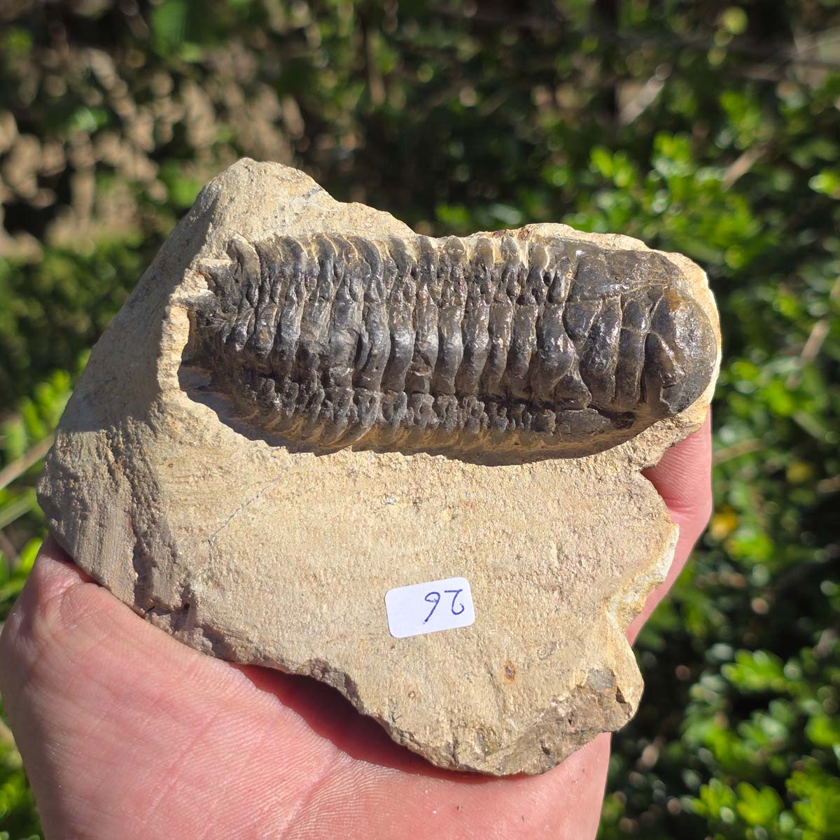 Echter Trilobit auf Muttergestein - Fossil aus Marokko – ca. 350 Mio. J., handpräpariert 11x9x4cm Nr. 26