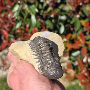 Echter Trilobit auf Muttergestein - Fossil aus Marokko – ca. 350 Mio. J., handpräpariert 8x10x4cm Nr. 40