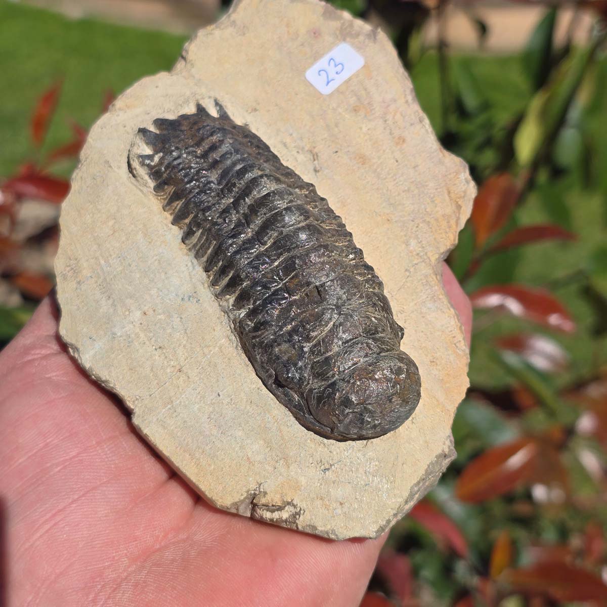 Echter Trilobit auf Muttergestein - Fossil aus Marokko – ca. 350 Mio. J., handpräpariert 14x9x4cm Nr. 23