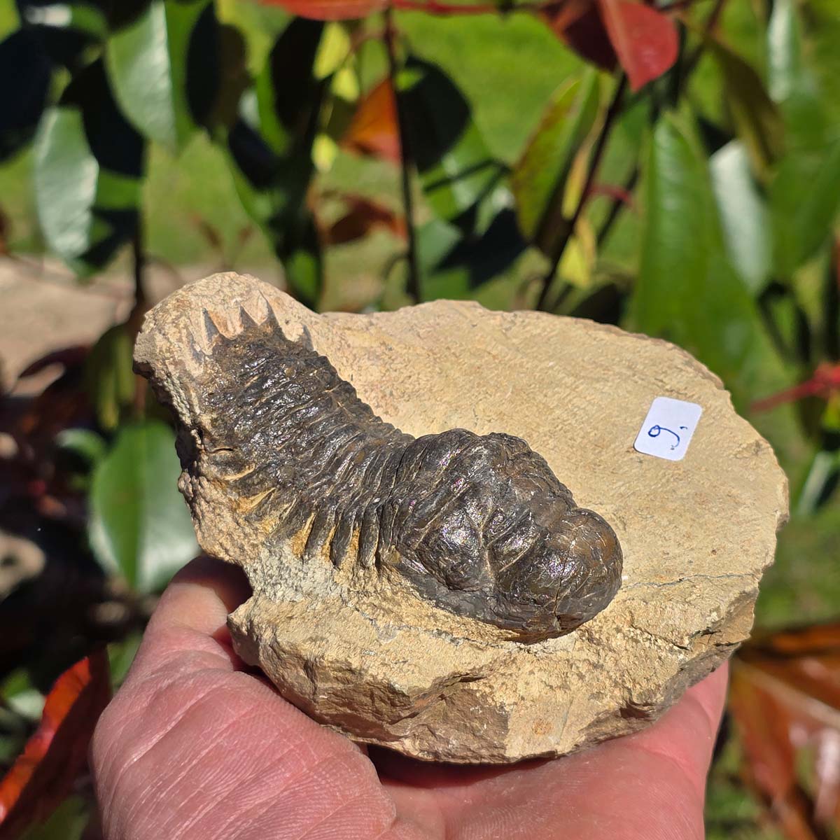 Echter Trilobit auf Muttergestein - Fossil aus Marokko – ca. 350 Mio. J., handpräpariert 11x10x6cm Nr. 9.
