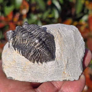 Echter Trilobit auf Muttergestein - Fossil aus Marokko – ca. 350 Mio. J., handpräpariert 8x7x5cm Nr. 53.