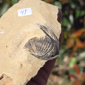 Echter Trilobit auf Muttergestein - Fossil aus Marokko – ca. 350 Mio. J., handpräpariert 10x7x4cm Nr. 49.