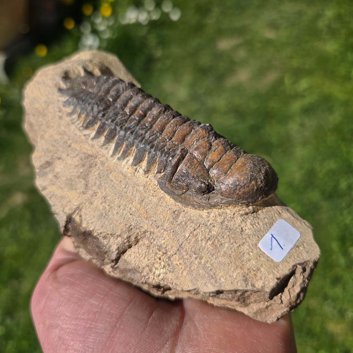 Echter Trilobit auf Muttergestein aus Marokko, handpräpariert, ca. 350 Millionen Jahre alt, 15x7x5cm.