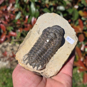 Echter Trilobit auf Muttergestein - Fossil aus Marokko – ca. 350 Mio. J., handpräpariert 10x7x5cm Nr. 41.