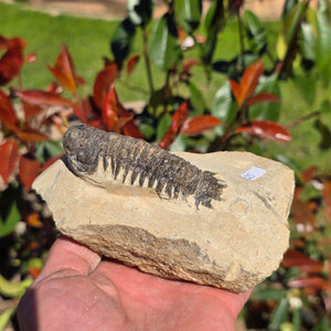 Echter Trilobit auf Muttergestein - Fossil aus Marokko – ca. 350 Mio. J., handpräpariert 13x9x5cm Nr. 25