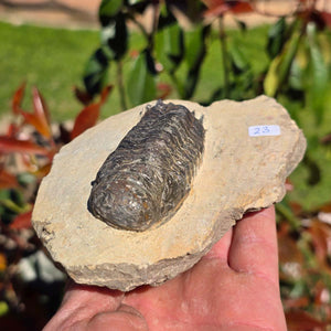 Echter Trilobit auf Muttergestein - Fossil aus Marokko – ca. 350 Mio. J., handpräpariert 14x9x4cm Nr. 23