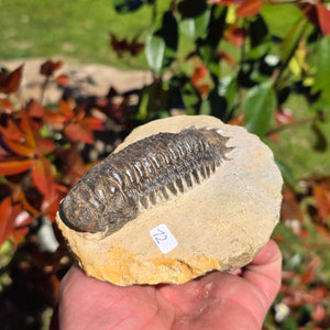 Echter Trilobit auf Muttergestein - Fossil aus Marokko – ca. 350 Mio. J., handpräpariert 11x10x6cm Nr. 12.