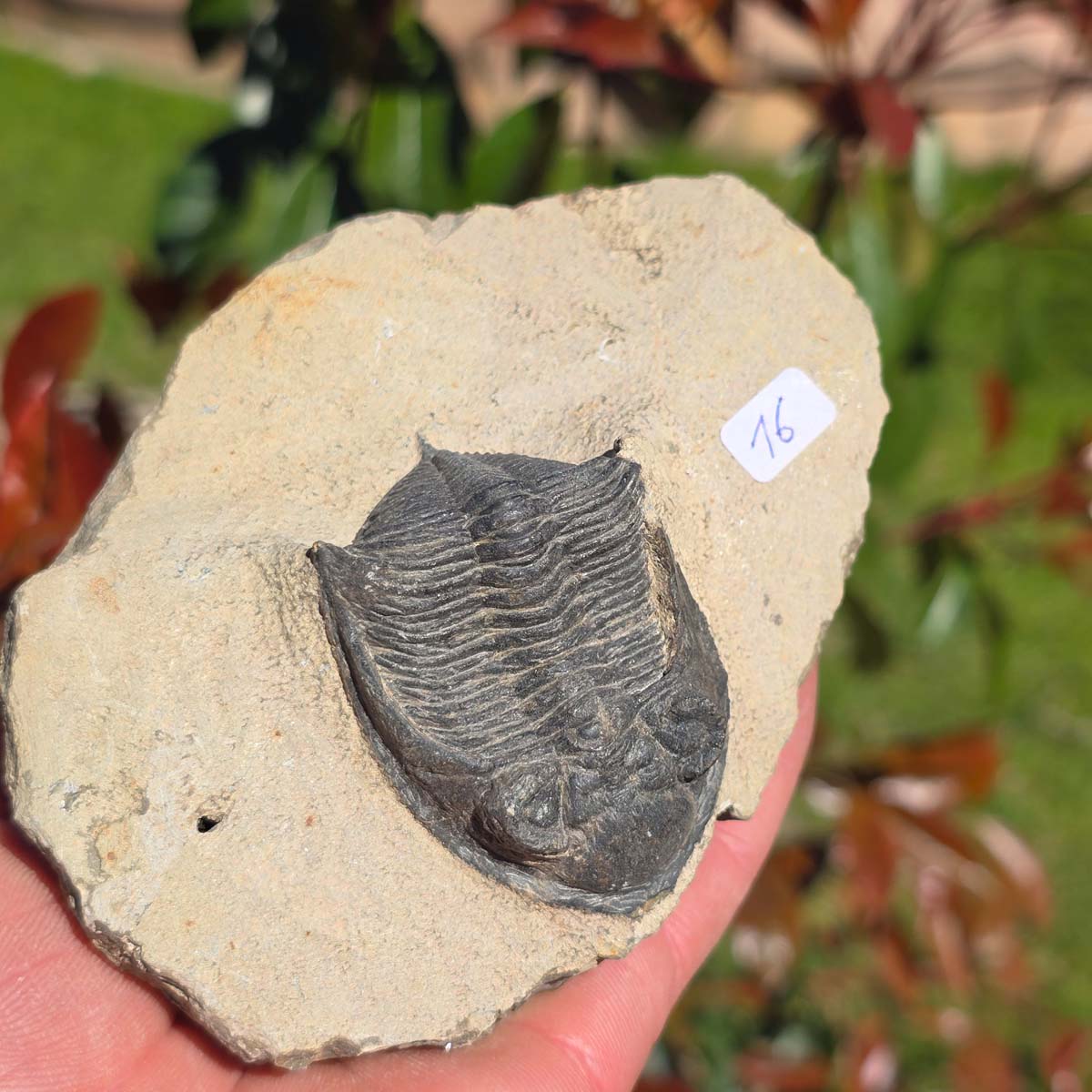 Echter Trilobit auf Muttergestein - Fossil aus Marokko – ca. 350 Mio. J., handpräpariert 12x9x5cm Nr. 16.