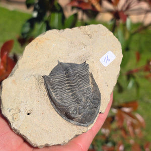 Echter Trilobit auf Muttergestein - Fossil aus Marokko – ca. 350 Mio. J., handpräpariert 12x9x5cm Nr. 16.