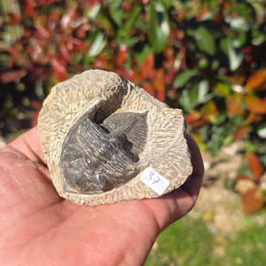 Echter Trilobit auf Muttergestein - Fossil aus Marokko – ca. 350 Mio. J., handpräpariert 8x7x5cm Nr. 37 in Hand.