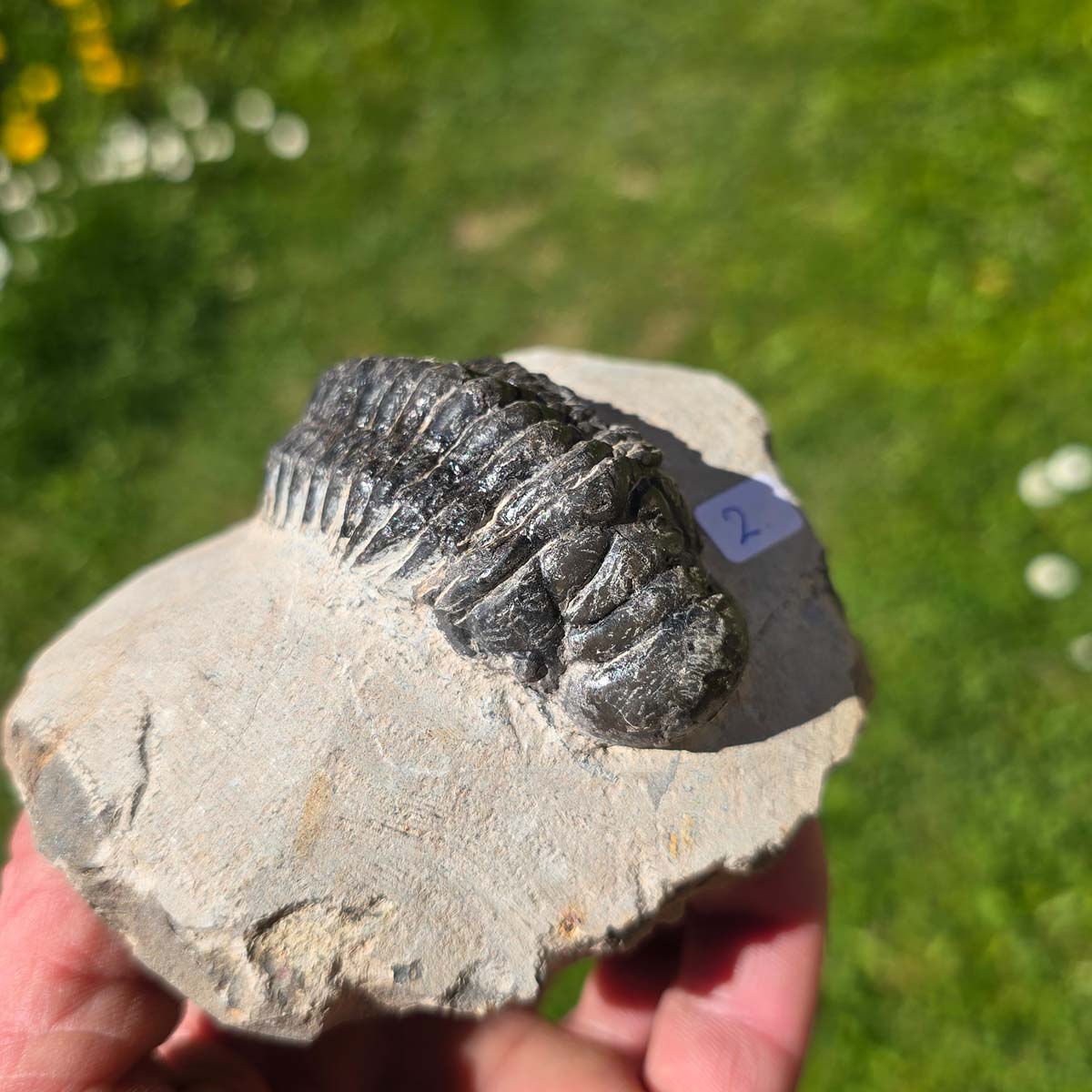 Echter Trilobit auf Muttergestein - Fossil aus Marokko – ca. 350 Mio. J., handpräpariert 10x9x6cm Nr. 2