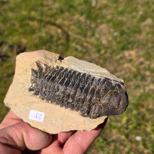 Echter Trilobit auf Muttergestein - Fossil aus Marokko – ca. 350 Mio. J., handpräpariert 11x7x5cm Nr. 29